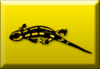 Button Salamander S